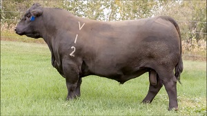 An American AI sire promising calving ease and superior carcase